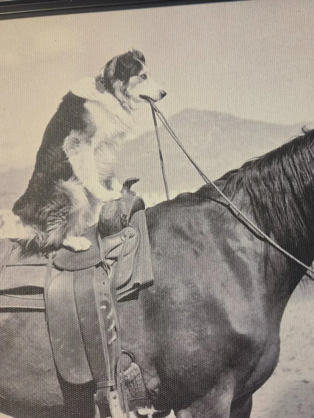 saddle up depicts dog sitting on a horse framed print no glass fun pic